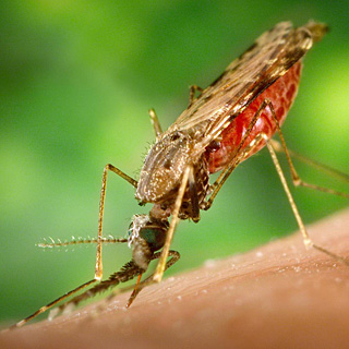 malaria and dengue fever
