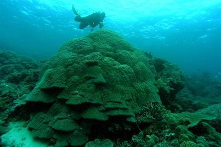 An Australian institute of Marine Science (AIMS) driver inspects large Porites coral on the Great Barrier Reef, in this handout photo released to Reuters on February 10, 2011. Credit: Reuters/Eric Matson/AIMS/Handout/Files