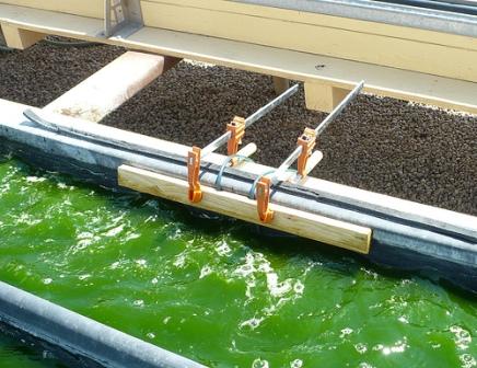 Are Algae Biofuels a Realistic Alternative to Petroleum? 