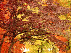 Biomass