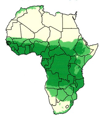 Potential of Biofuel Crops