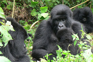 Mountain Gorillas