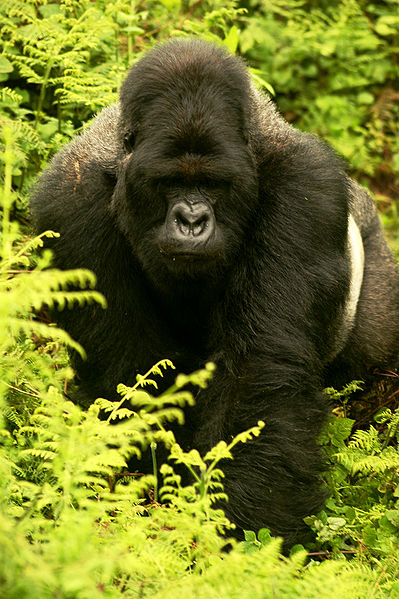 Gorilla