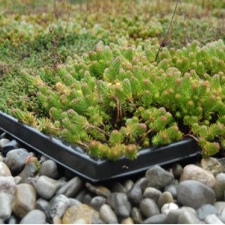 hardy plants
