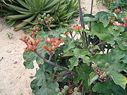 Jatropha Jatropha, Renewable Energy, Future Fuel