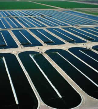 algae ponds