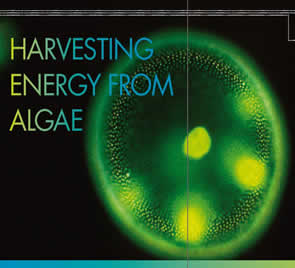algae shell