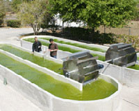 algae production