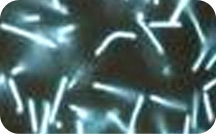 microbe