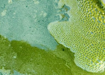 algae