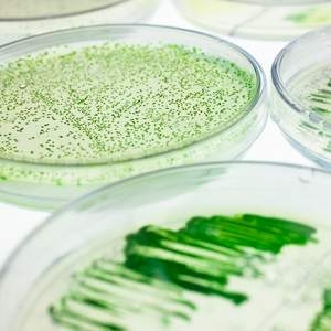 Algae Biofuels
