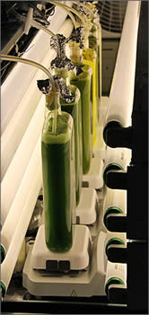 algae fuel