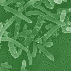 microbes