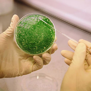 biofuels-algae-exxon-vente