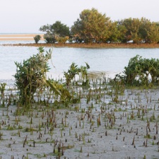 salt water plants