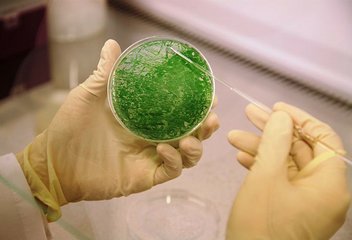 algae